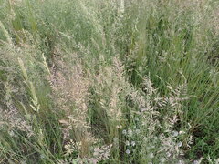 Festuca