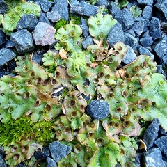 Marchantia polymorpha ruderalis