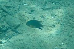 Pycnochromis vanderbilti