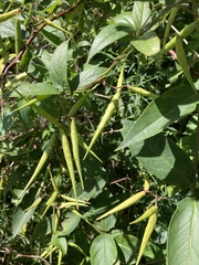 Vincetoxicum rossicum