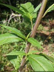 Helianthus giganteus