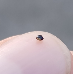 Polygonum arenastrum