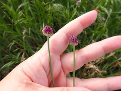 Allium rotundum