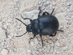 Chrysolina haemoptera