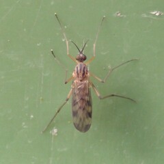 Sylvicola