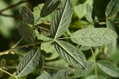 Rosa majalis