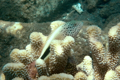 Paracirrhites forsteri