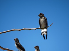 Stelgidopteryx serripennis ridgwayi