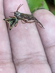 Micrathena sagittata