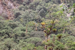 Psarocolius angustifrons