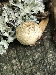 Scleroderma areolatum