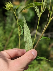 Helianthus giganteus