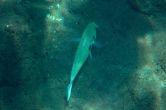 Mulloidichthys flavolineatus