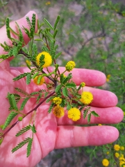 Vachellia vernicosa