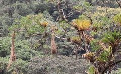 Psarocolius angustifrons