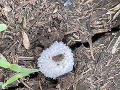 Leucocoprinus cretaceus