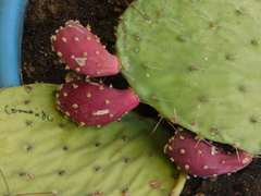 Opuntia tapona
