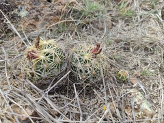 Coryphantha radians