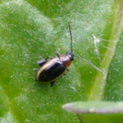 Longitarsus dorsalis
