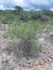 Vachellia vernicosa