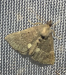 Hypena bijugalis