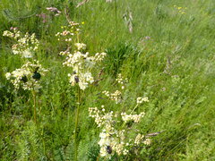 Filipendula vulgaris