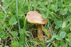 Hortiboletus campestris