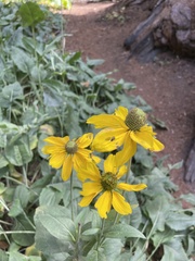 Rudbeckia californica