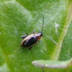 Longitarsus dorsalis