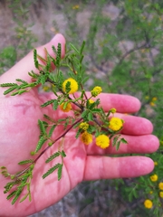 Vachellia vernicosa