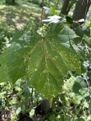 Phyllocnistis vitifoliella