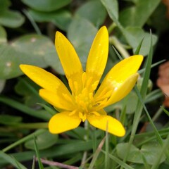 Ficaria verna