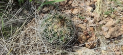 Coryphantha radians