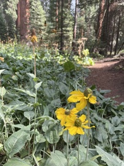 Rudbeckia californica