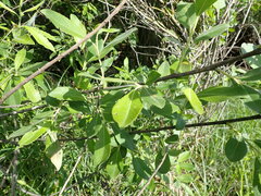 Salix