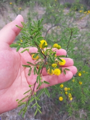 Vachellia vernicosa