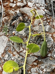 Capparis orientalis