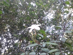 Wrightia antidysenterica