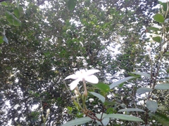 Wrightia antidysenterica