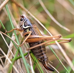 Roeseliana roeselii