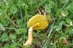 Hortiboletus campestris