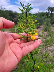 Vachellia vernicosa