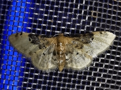 Idaea filicata