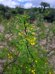 Vachellia vernicosa