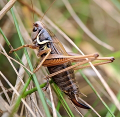 Roeseliana roeselii