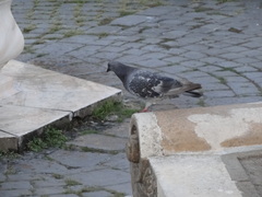 Columba livia domestica