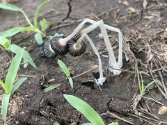 Coprinopsis lagopus