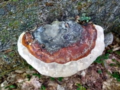 Fomitopsis mounceae