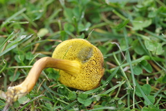 Hortiboletus campestris