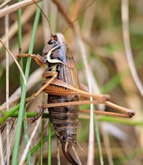 Roeseliana roeselii
